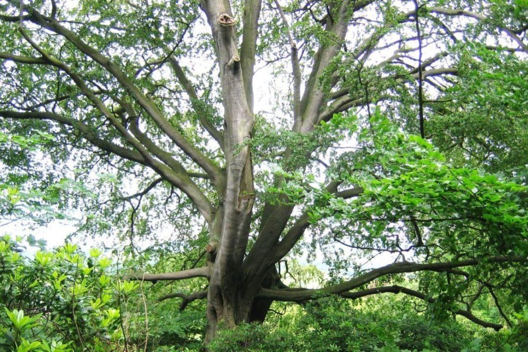 Буковое дерево