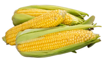 Кукуруза полезные свойства и противопоказания