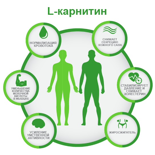 L-karnitin ифографика