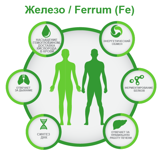 Железо Ferrum Fe ифографика