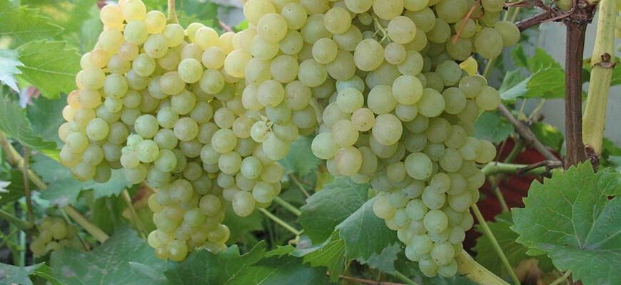 Виноград кишмиш польза и вред для организма человека калорийность, противопоказания к употреблению